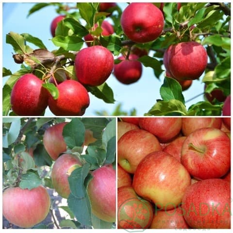 картинка Яблоня дерево сад (Эвелина, Гала, Фуджи) 