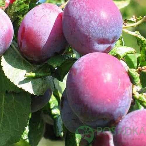 картинка Слива Геркулес 