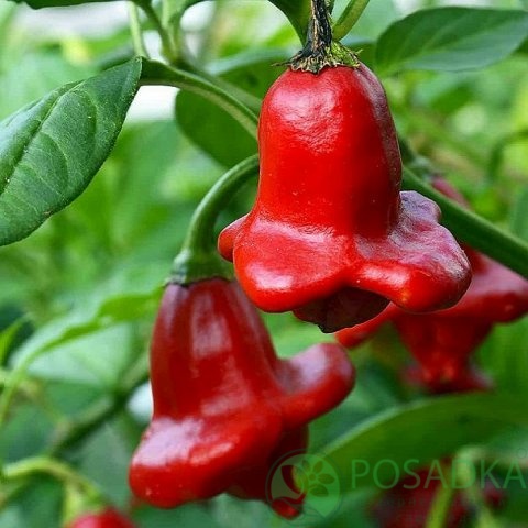 картинка Семена Перец горький Ямайский звонок 5 шт, Seedera 