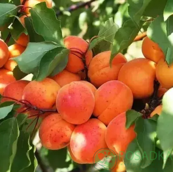 картинка Абрикос Том Кот (Tom Cot) 