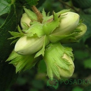 картинка Фундук Грандиозный  картинка Фундук Грандиозный