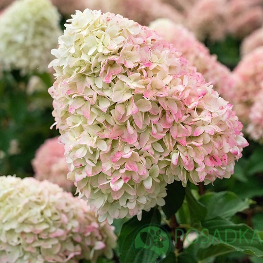 картинка Гортензия метельчатая Summer Love (Саммер Лав) 