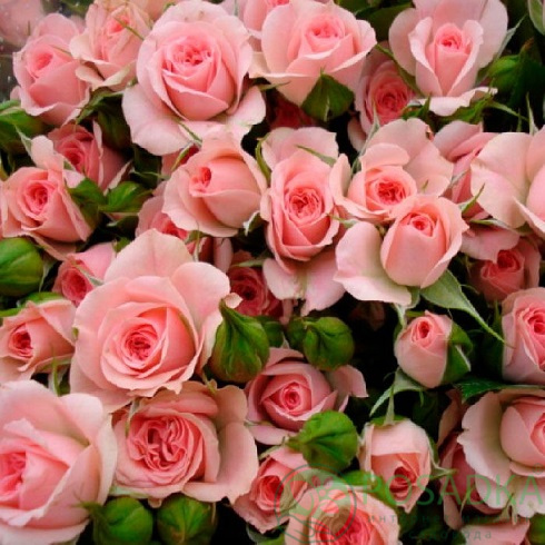 картинка Роза флорибунда Грация спрей розовая 