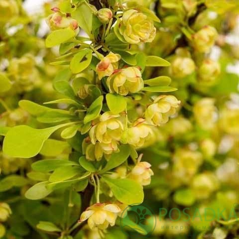 картинка Барбарис Тунберга Golden Zwerg 