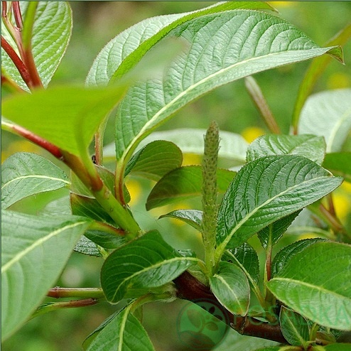 картинка Ива Моупинензис на штамбе шаровидная 