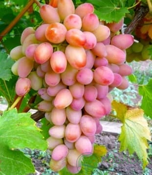 картинка Виноград Ух-ты (Шамаханская царица) 