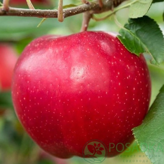 картинка Яблоня Гала Дарк Ен 