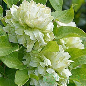 картинка Клематис Kohana 