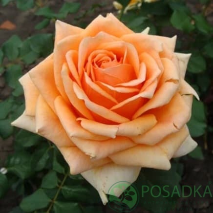 картинка Роза чайно-гибридная Кингс Прайд 