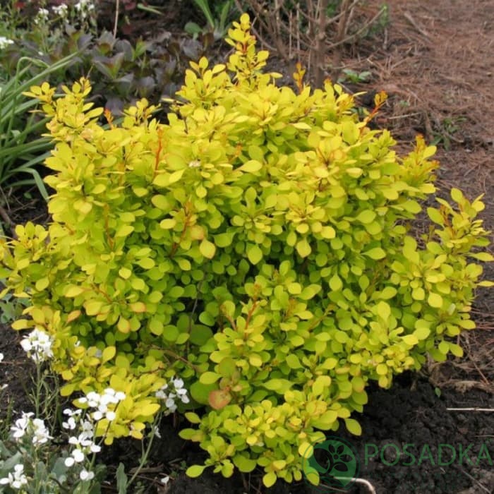 картинка Барбарис Тунберга Aurea 