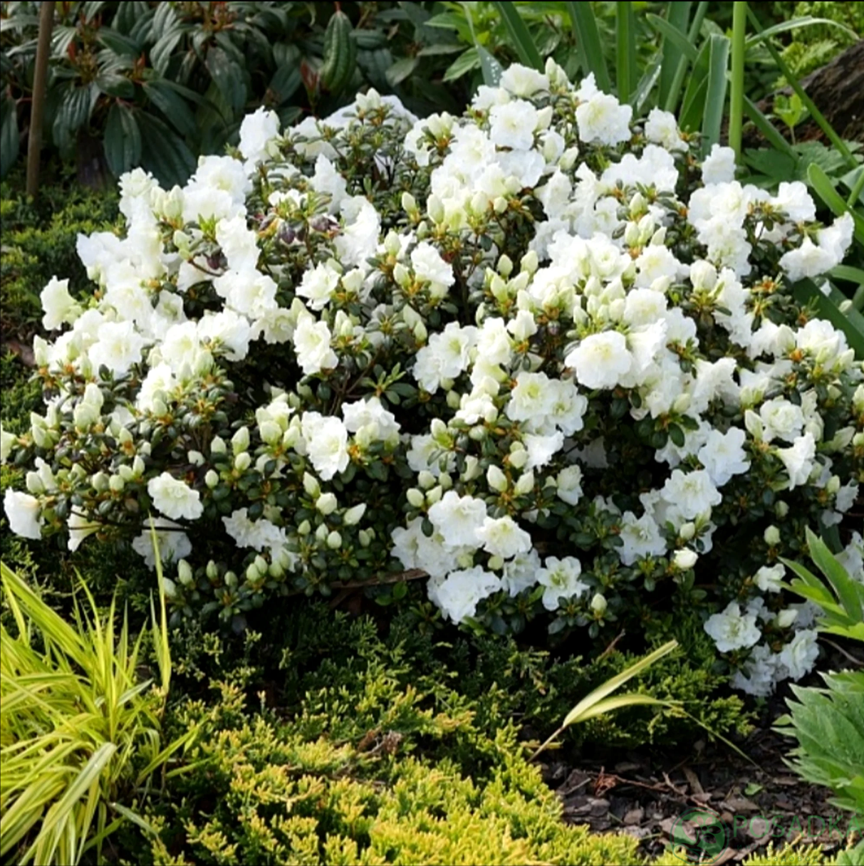 картинка Азалия японская Pleasant White 