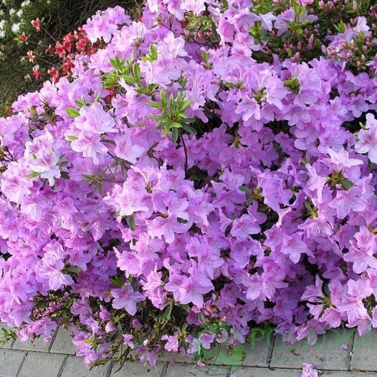 картинка Азалия японская Ledikanense (Ледиканенс) 
