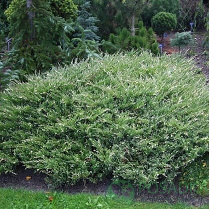картинка Можжевельник горизонтальный 'Andorra Compact Variegata' 