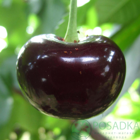 картинка Вишня Дюк 