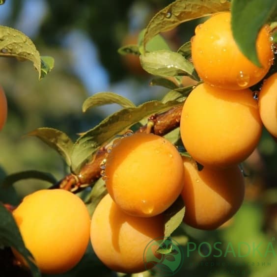 картинка Алыча Злато Скифов 