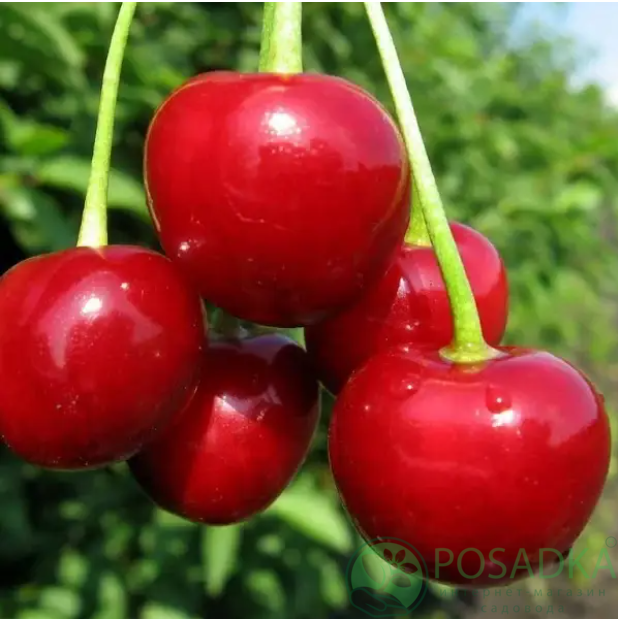 картинка Вишня Альфа 