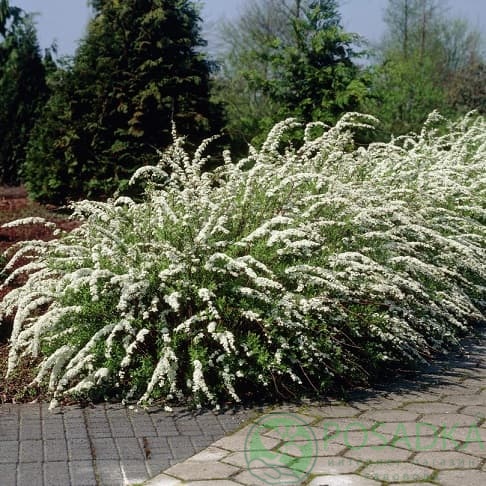 картинка Спирея серая Грефшейм 