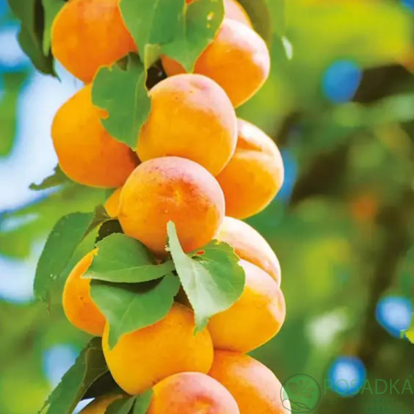 картинка Абрикос колоновидный "Первайс" 
