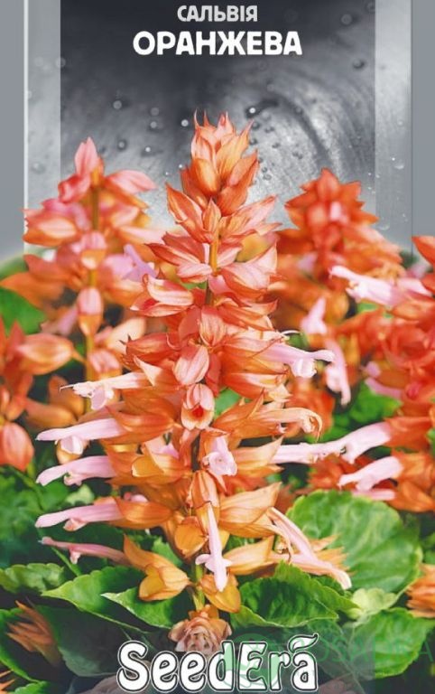 картинка Семена Сальвия Сплендес оранжевая 0.2 г, SeedEra 