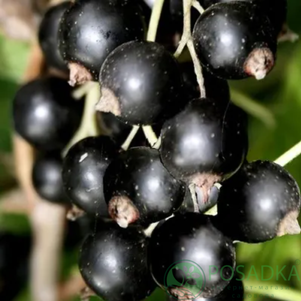 картинка Смородина чёрная Ядреная 