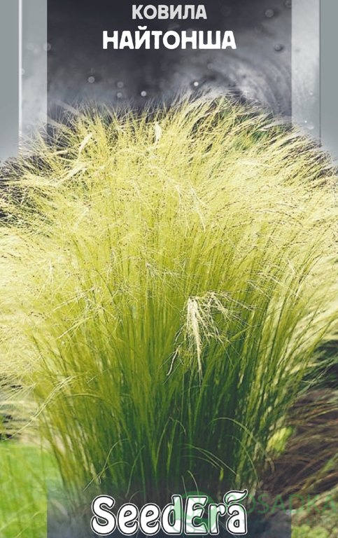 картинка Ковыль Тончайший семена (0.1гр) 