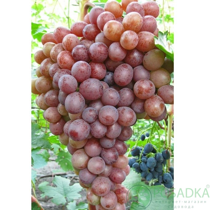 картинка Виноград Сиреневый туман 