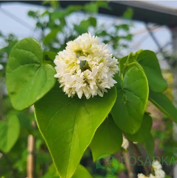 картинка Церцис канадский White Pom Poms 