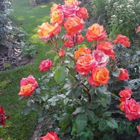 картинка Роза чайно-гибридная Тризор 2000 