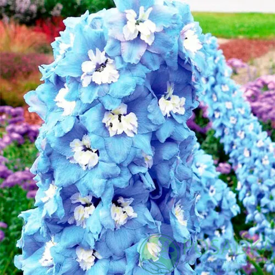 картинка Дельфиниум Magic Fountains Mid Blue with White Bee 