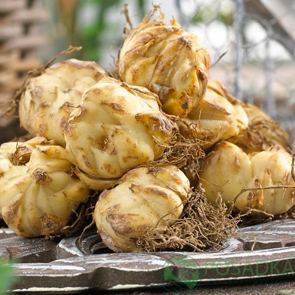 картинка Лилия White Planet 