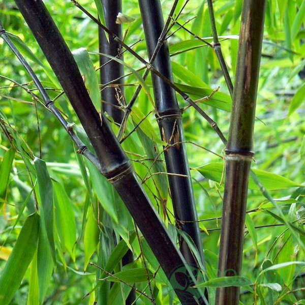 картинка Бамбук (Филлостахис) чорний 