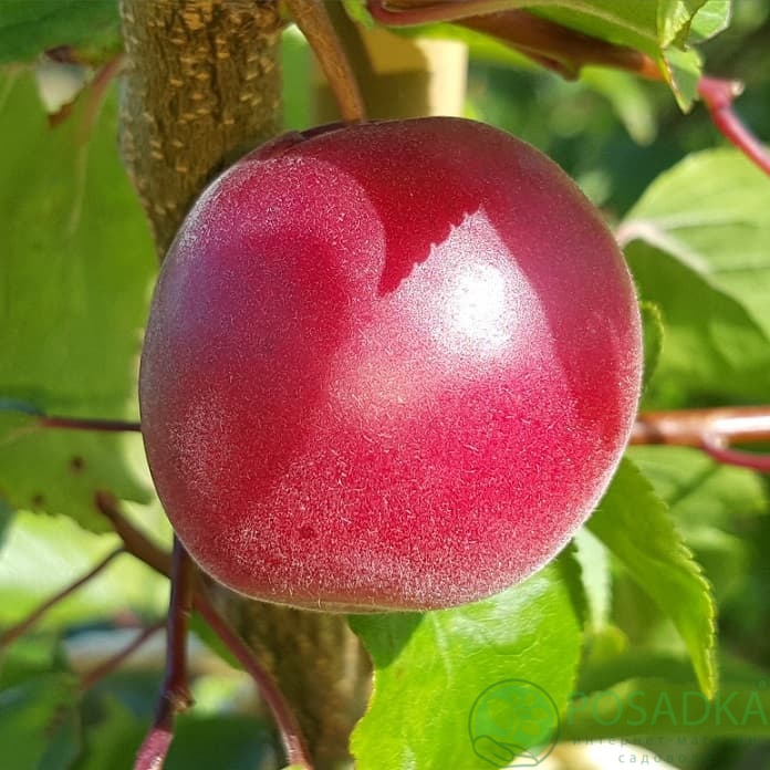 картинка Абрикос гибрид Бирикокколо Сусинкокко 