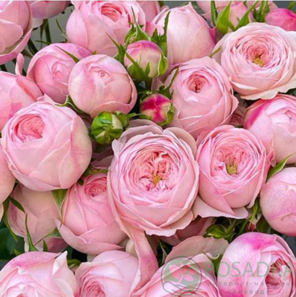 картинка Роза спрей Менсфилд Пинк Парк С2 