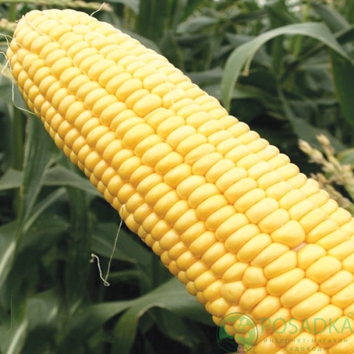 картинка Семена кукуруза Шайнрок F1, 20 шт, Seedera Profi 
