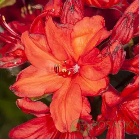 картинка Азалия японская Rosso Arancio С2 