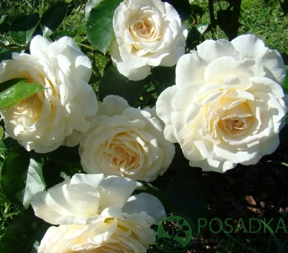 картинка Роза флорибунда Крем Эбандэнс 