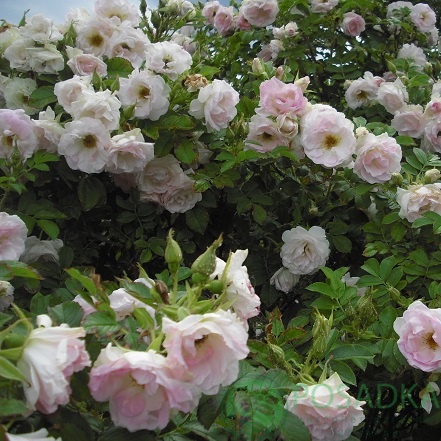 картинка Роза парковая Ритаусма С2 