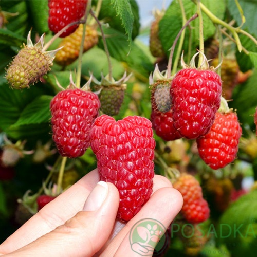 картинка Малина Энросадира 