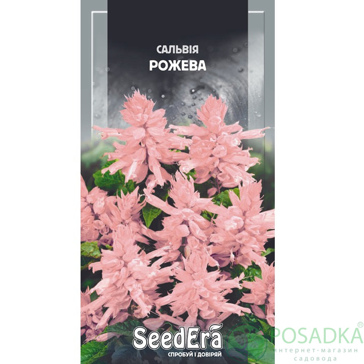 картинка Семена Сальвия блестящая розовая 0.1 г, SeedEra картинка Семена Сальвия блестящая розовая 0.1 г, SeedEra