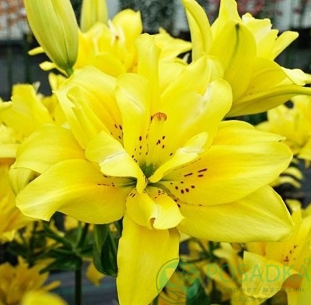 картинка Лилия Fata Morgana 