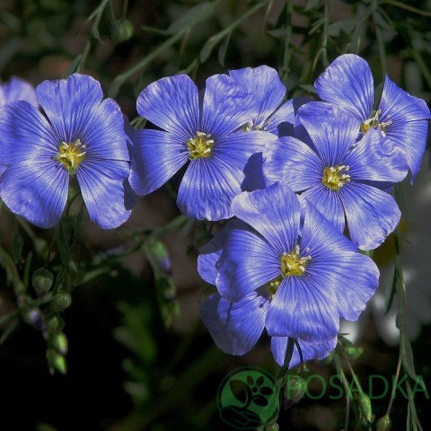 картинка Семена Лен синий многолетний 0.5 г, Seedera 