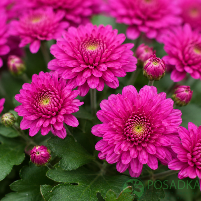 картинка Хризантема мультифлора Branroyal Pink 
