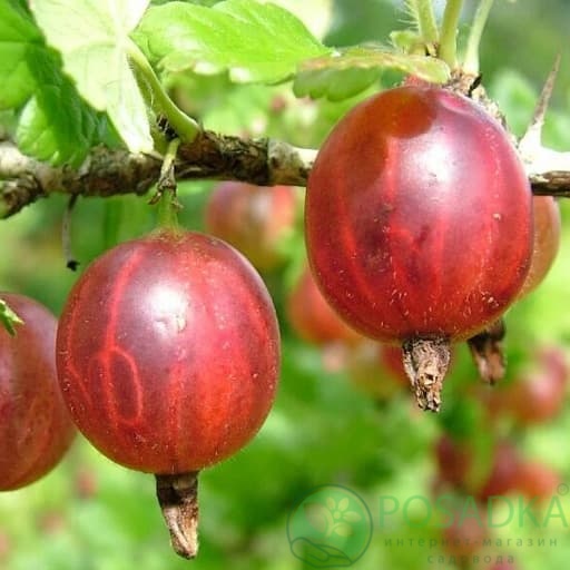 картинка Крыжовник Тясмин 