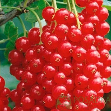 картинка Смородина красная Альфа 