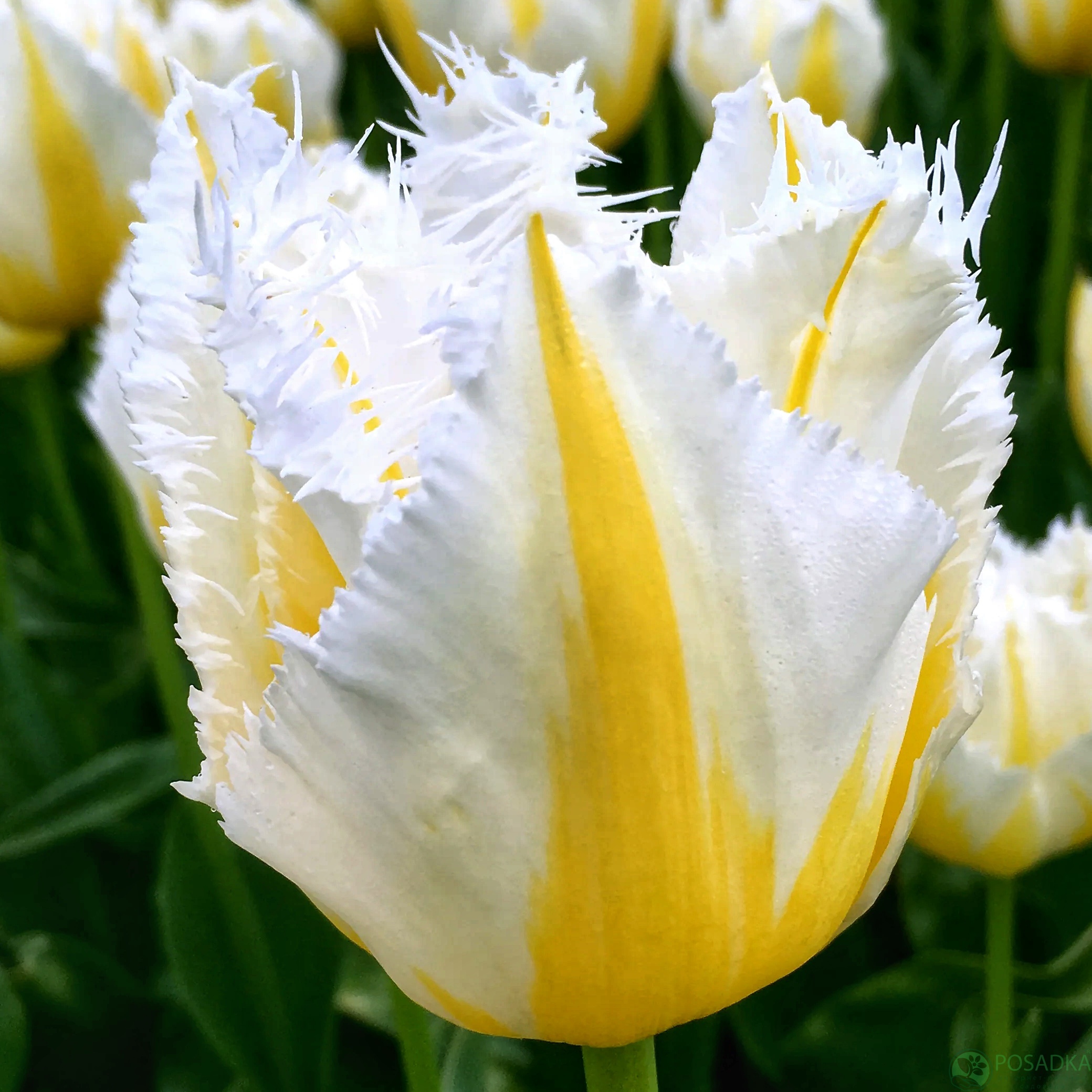 картинка Тюльпан Lemon Beauty 