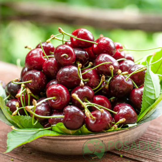 картинка Вишня Морелло 