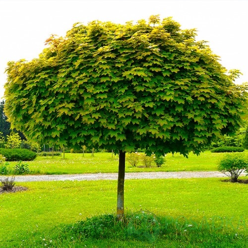 картинка Саженцы клёна остролистного С3 