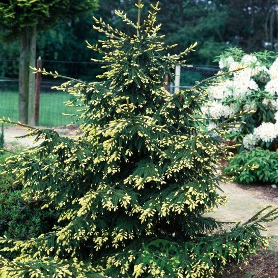 картинка Ель восточная 'Aureospicata' 