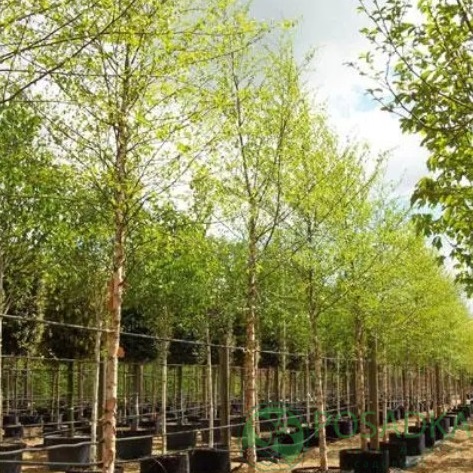 картинка Береза черная (Betula nigra) 