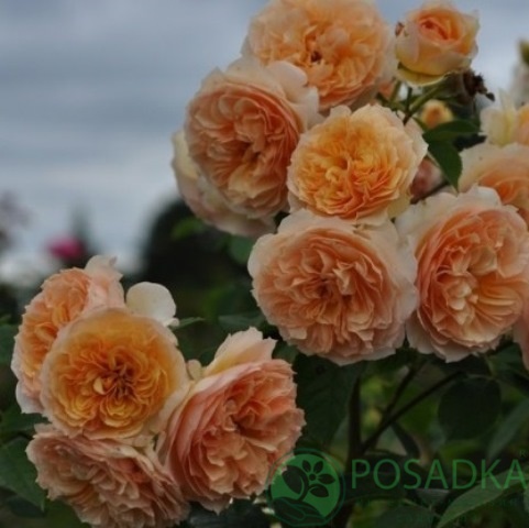 картинка Роза кустовая Фруфрутант Жаки 